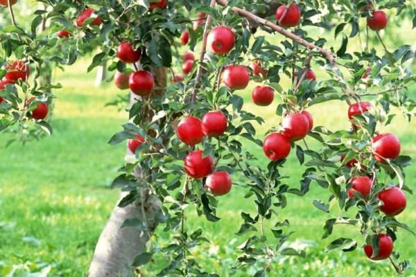 خرید سیب قرمز لبنانی به قیمت ارزان
