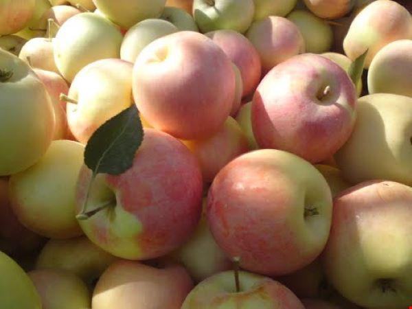تولیدی سیب صادراتی درجه یک