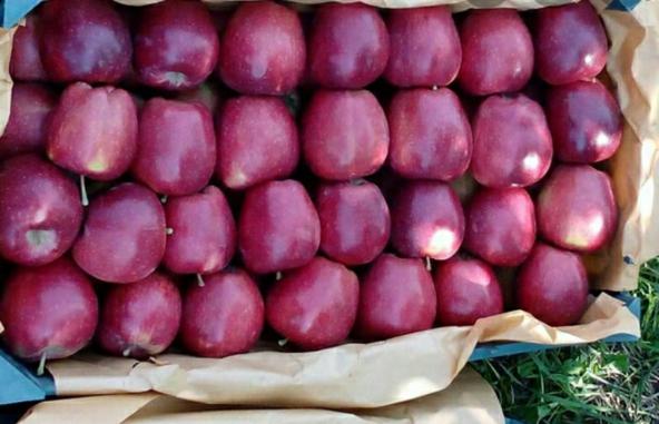 واحد تولیدی سیب قرمز کیلویی