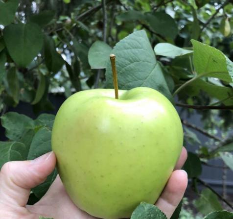 5فایده درمانی سیب سبز درشت