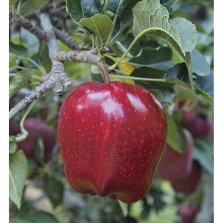 محل خرید سیب تازه در دماوند