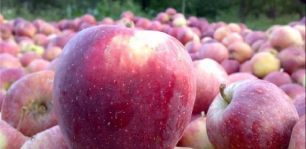 کمک به درمان سرفه با سیب درختی ارگانیک