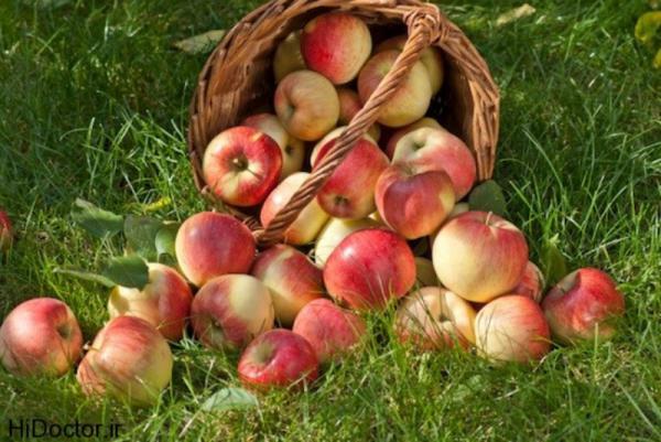 مرکز خرید سیب درختی صادراتی