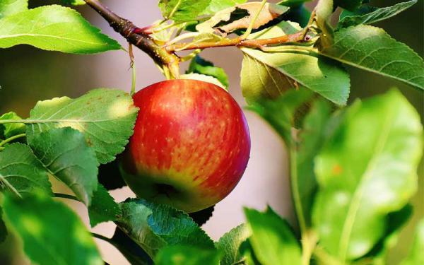 فواید مصرف سیب درختی لبنانی قبل از خواب