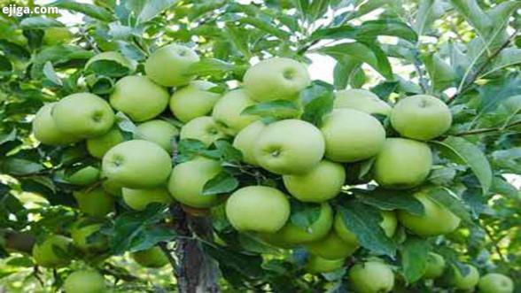 خرید سیب سبز به قیمت ارزان