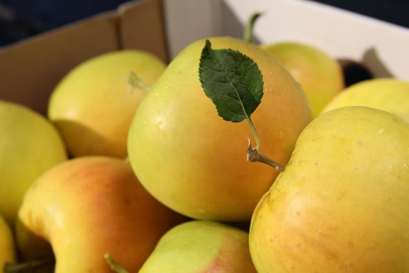 دانستنی هایی پیرامون سیب زرد کارتنی