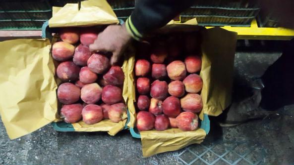 مرکز خرید سیب درختی کیلویی درجه یک