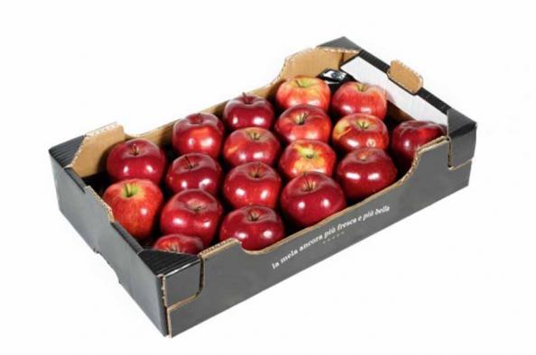 قیمت سیب سرخ مرغوب بسته بندی