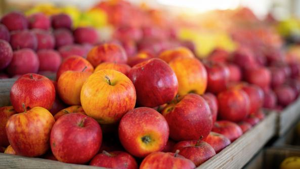 آشنایی با انواع سیب درختی صادراتی