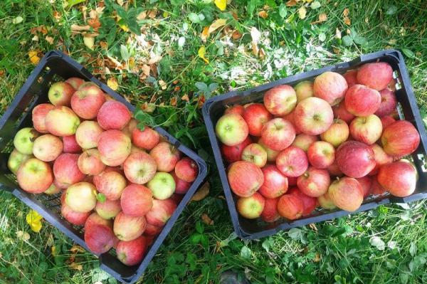 راهنمای شناخت سیب درختی کیلویی ممتاز