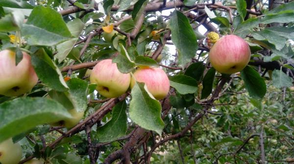 تولیدی انواع سیب درختی کوچک ارزان