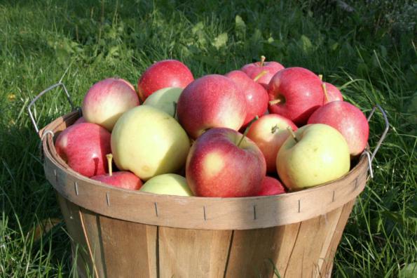 خرید سیب درختی صادراتی اعلا
