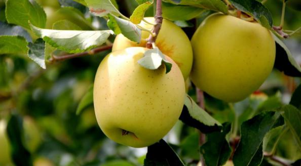 قیمت مناسب سیب درختی درجه یک شیرین