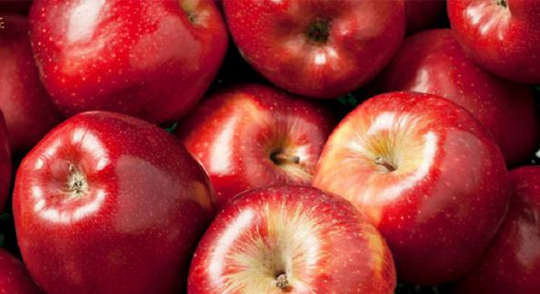 تولیدی سیب قرمز ارگانیک ارومیه