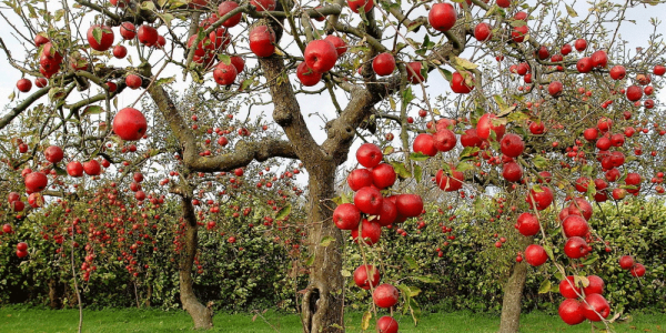 تولید انواع سیب درختی گلخانه ای صادراتی