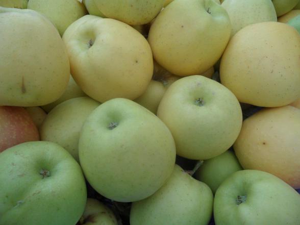 منظور از سیب زرد ماتیکی چیست؟