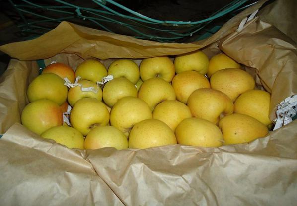 خرید سیب زرد ماتیکی با قیمت مناسب