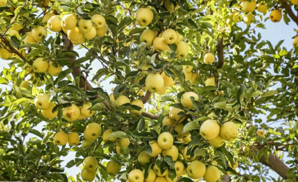 افراد مجاز برای مصرف سیب زرد گلدن