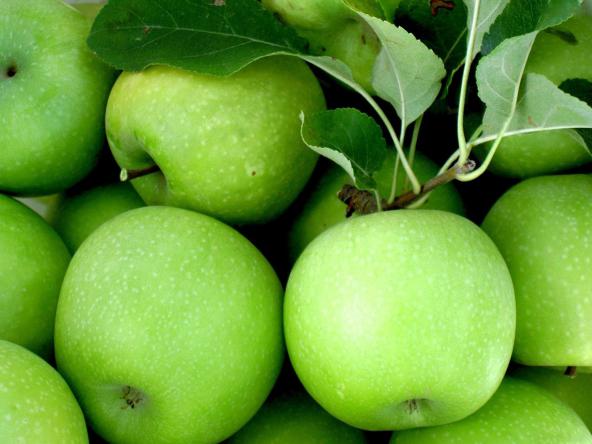 مرکز تولید سیب سبز در رشت