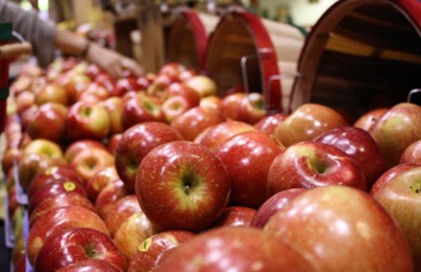 تولیدی سیب مرغوب صادراتی ارزان
