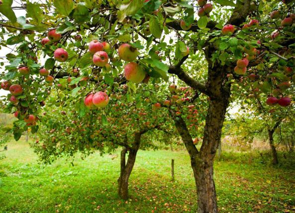 خرید سیب درختی گلخانه ای ایرانی