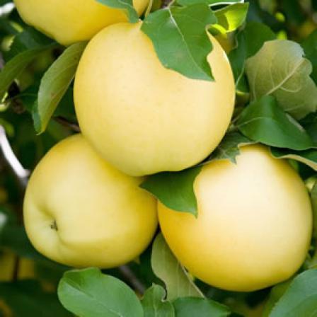 فواید مصرف سیب درختی شیرین چیست؟