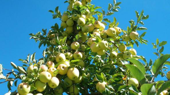 مشخصات اصلی سیب زرد گلدن