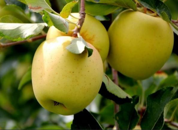 نرخ سیب زرد گلدن