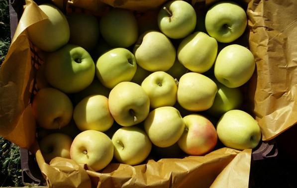 فروش انواع سیب زرد مراغه