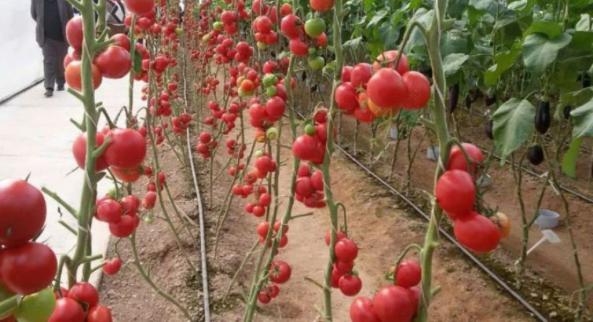 مزایای خرید سیب قرمز گلخانه ای