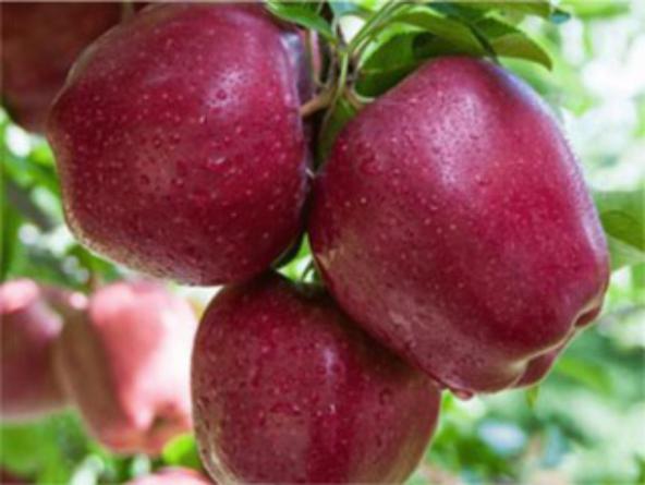 فروش سیب قرمز گلخانه ای ممتاز