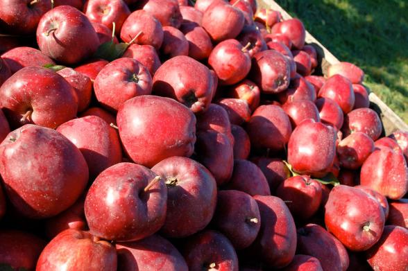 منظور از سیب سرخ ارگانیک چیست؟