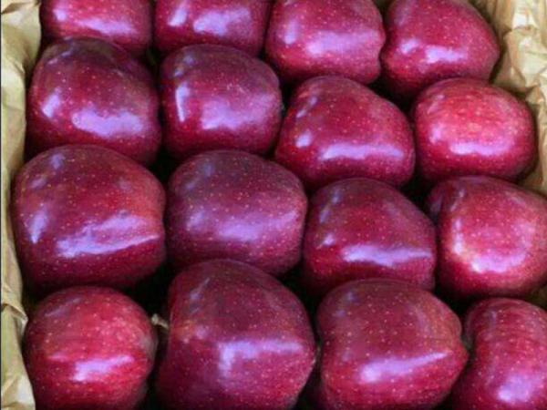 خرید سیب قرمز ارومیه بسته بندی