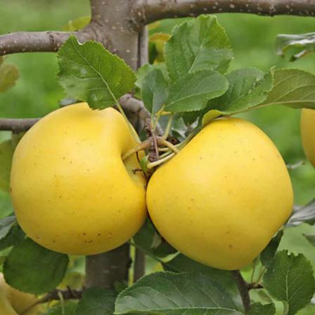 مشخصات سیب زرد درجه یک