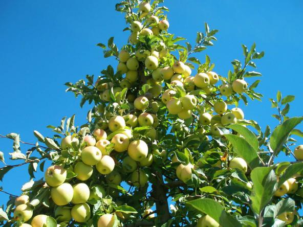 قیمت سیب زرد آذربایجان درجه یک