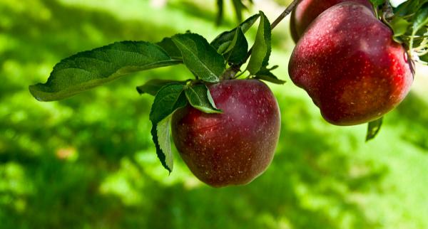 سیب قرمز استخوانی چه میزان کالری دارد؟