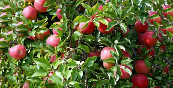 فروش سیب قرمز درجه 1 ارومیه