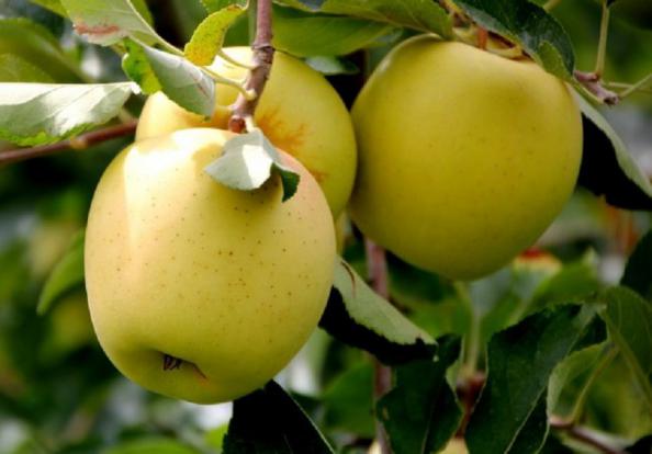 طبع سیب زرد طلایی چیست؟