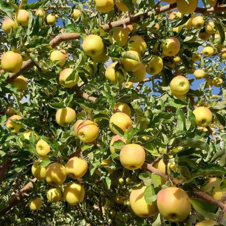 مشخصات سیب زرد گلدن شفاف