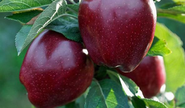 بهترین رقم سیب قرمز ایران