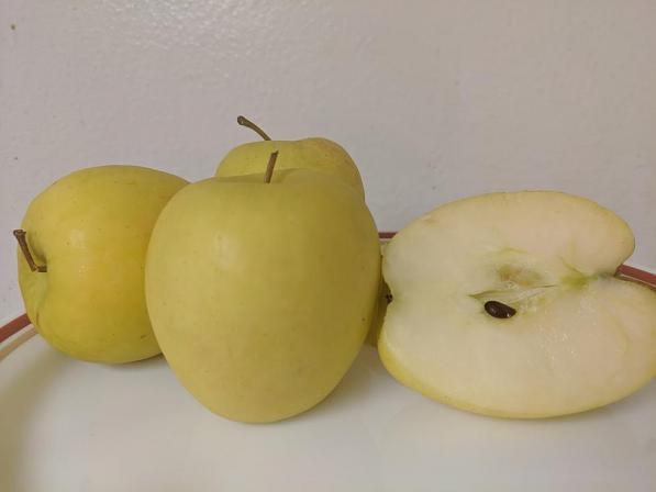 توزیع بی واسطه سیب زرد کیلویی