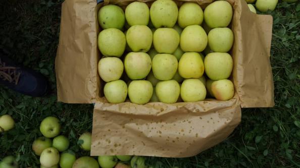 دلایل مصرف سیب زرد کارتنی