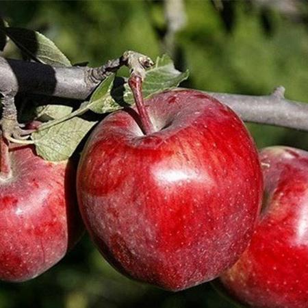 خواص درمانی سیب سرخ