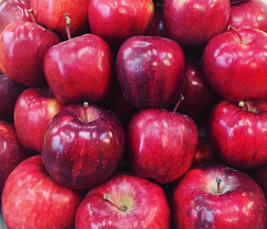 عرضه کننده سیب قرمز صادراتی