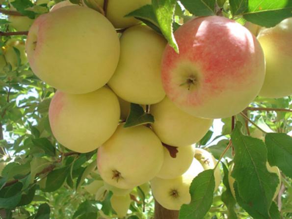 رفع چین و چروک صورت با مصرف سیب زرد